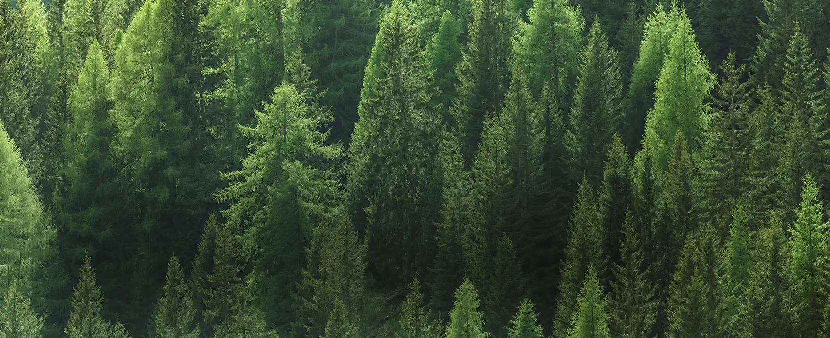A photo of a coniferous forest.