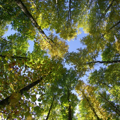 Green leaves of a Beech Tree against a blue sky.