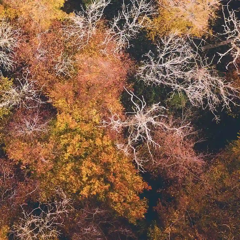 An aerial photo of a forest in the fall.