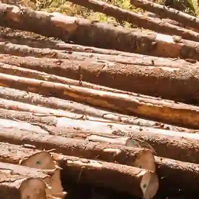 A close up photo of some logs