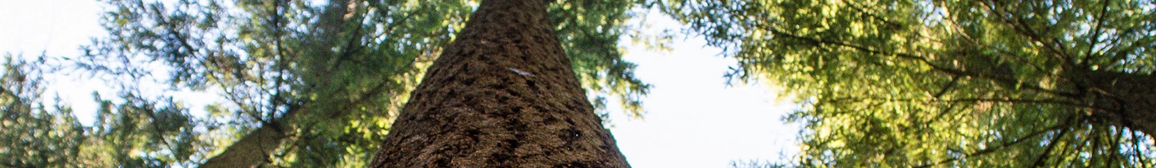 A vertical view up a tree trunk.