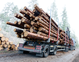 A logging truck full of logs.